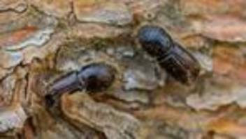 Fichtenwälder: Weniger Schadholz – Borkenkäferplage ebbt in Thüringen ab