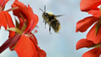 hummeln: coole technik!