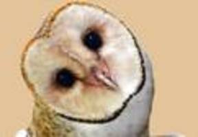 otfried höffe: nur die dummen nennen sich weise