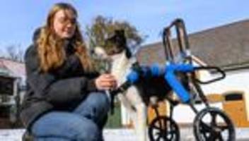 Tierschutz: Dankbarkeit auf Pfoten: traumatisierte Hunde aus der Ukraine