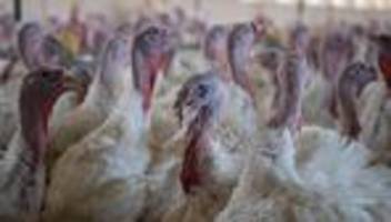 Tierseuche: Newcastle-Krankheit bei Putenmastbestand ausgebrochen