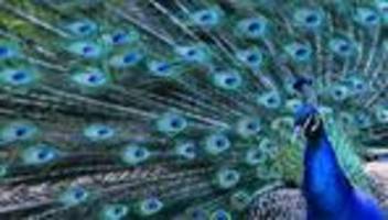 Verkehr: Vor diesen Kuriositäten auf Straßen wurde 2025 gewarnt