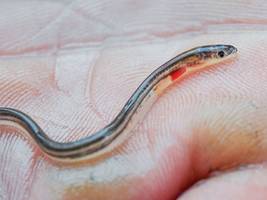 Spanien: Darf man Glasaale noch essen?