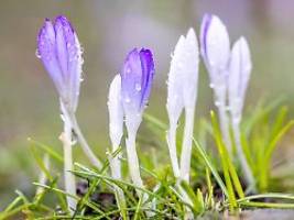 Die Wetterwoche im Schnellcheck: Ab Mitte der Woche ist es frühlingshaft schön