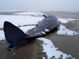 Nicht zu retten: In Dänemark gestrandete Pottwale gestorben