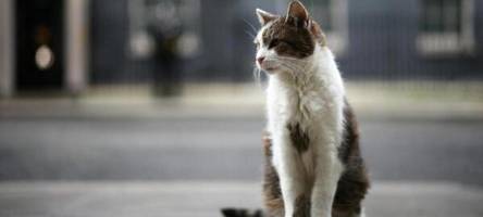 Ein Königreich für eine Katze: Wie ein Kater die Monarchie in England retten kann