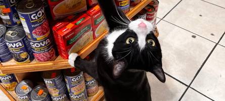 ladenhüter auf samtpfoten: new yorks berühmte bodega cats sollen legal werden