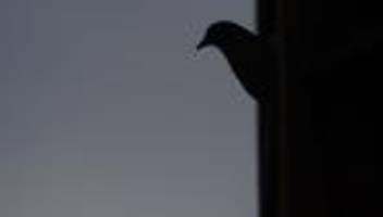 Brände: Rund 50 wertvolle Zuchttauben sterben bei Feuer