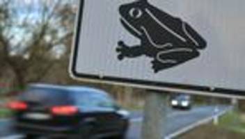 Krötenwanderung: Nabu bittet um Rücksicht auf liebestrunkene Lurche