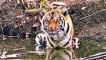 Massensterben im Streichelzoo: Virus tötet 72 Tiger - Kritik an Thailands Erlebnisparks