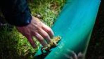 temperaturen steigen: kröten wandern wieder - wo autofahrer aufpassen sollten