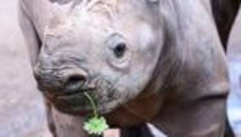 Tiere: Nashornkuh zieht von Magdeburg nach Tschechien