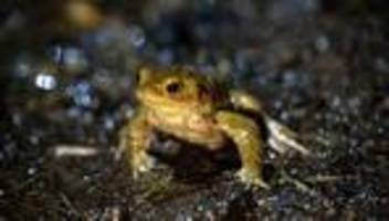 Tierschutz: Bayerns Frösche und Kröten starten gefährliche Wanderungen