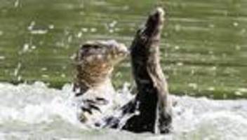 Touristenmagnet im Stadtpark: Riesenechsen im Großstadtdschungel: Bangkoks Bindenwarane