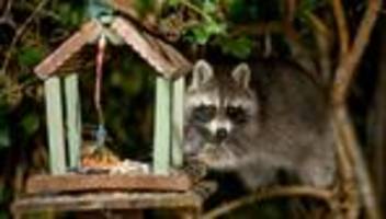 Wildtiere in der Großstadt: Immer mehr Beschwerden: Waschbären beschädigen Infrastruktur