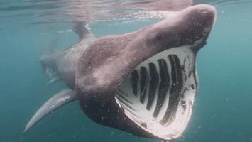 Riesenhai im Mittelmeer gesichtet – Forscher begeistert