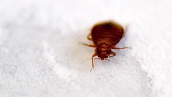 Schädlingsreport 2026: Diese Parasiten lieben Berlin