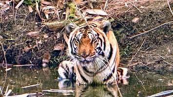 Tigersterben in Thailand: Virus tötet Dutzende Tiere – Kritik an Erlebnisparks