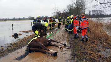 Rettung in höchster Not: Feuerwehr zieht erschöpftes Pferd aus dem Wasser