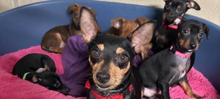 Krankhaftes Sammeln von Tieren nimmt in Augsburg „explosionsartig“ zu