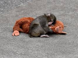 Japan: Warum die ganze Welt mit diesem Äffchen leidet