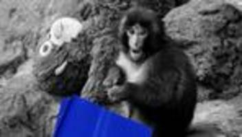 affenbaby punch: die unerträgliche niedlichkeit des seins