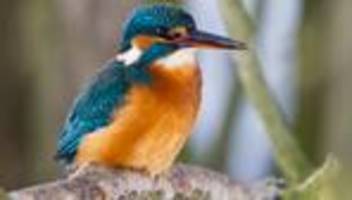 Naturschutz: Waldprojekt Wispertaunus spaltet Jäger und Naturschützer