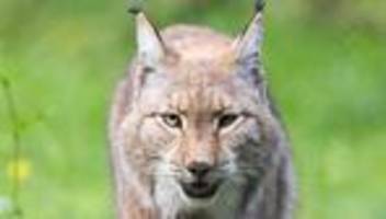 tiere: luchs kandelino im hochschwarzwald heimisch