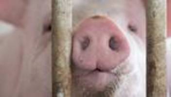 Tierzucht: In Bayern gibt es mehr Schweine in immer größeren Betrieben