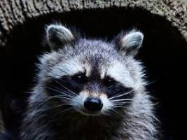 Räuber der anderen Art: Einbrecher in TV-Redaktion entpuppt sich als Waschbär