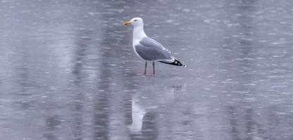 türkische amateurliga: fußballer reanimiert abgeschossene möwe