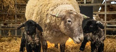 Es sind Zwillinge: Das einsamste Schaf Großbritanniens hat Nachwuchs bekommen