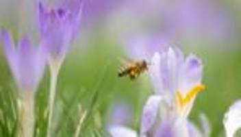 Frühlingswetter in Sachsen: Sonnige Tage: Bienen starten in die neue Saison