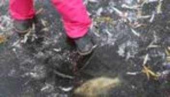 Tiere: Tote Fische auf Gewässern - Amt bittet Berliner um Mithilfe