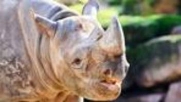 Zootiere: Tausch im Zoo Hannover - Hoffnung auf Spitzmaulnashorn-Baby