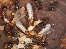 staat nur aus königinnen: diese ameisenart verzichtet komplett auf männchen und arbeiterinnen