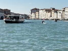 Tödliche Propeller: Boote bedrohen Venedigs berühmten Delfin Mimmo