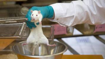 kontrollen wegen tierversuchen in berliner laboren: diese mängel wurden festgestellt