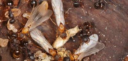 Ameisenart hat keine eigenen Männchen und Arbeiterinnen