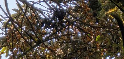 uganda: als würden die schimpansen zwei drinks zu sich nehmen – pro tag