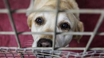 befristete steuerbefreiung für tierheim-hunde: was in hamburg bald gilt