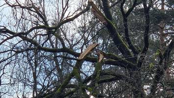 Winter zerstört rund 100 Bäume – B5 zeitweise gesperrt