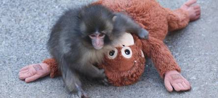 an niedlichkeit kaum auszuhalten: wie Äffchen punch und ein plüschtier unzertrennlich wurden