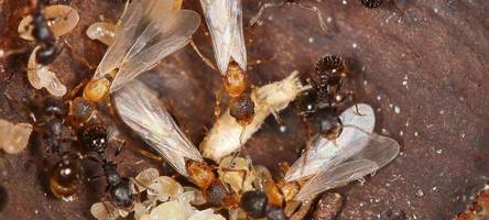 Bayerischer Forscher entdeckt neues Tier: Diese Ameisenart braucht keine Männchen