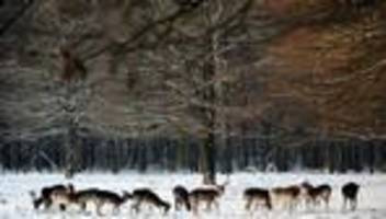 Tiere: Hirsche erfolgreich ins Wildgehege Klövensteen umgesiedelt