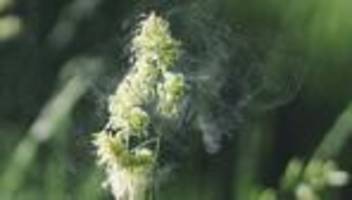 allergien: steigende temperaturen erhöhen pollenbelastung in teilen deutschlands