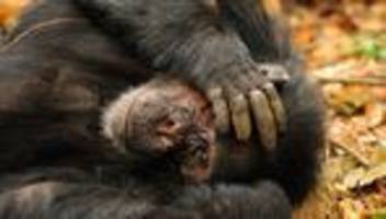 schimpansen und alkohol: warum wir alkohol lieben