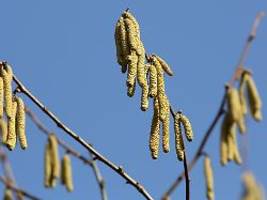 Stress lässt Pollen explodieren: Heuschnupfen kommt früher und aggressiver