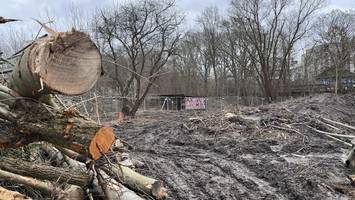 direkt neben bahrenfelder „baui“: bezirk holzt 17 bäume ab – für neue parkplätze