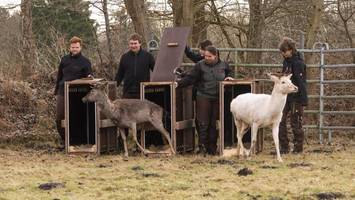 Hirsche sind nach Rissen umgezogen – nun gibt es einen Vorschlag für Ersatz
